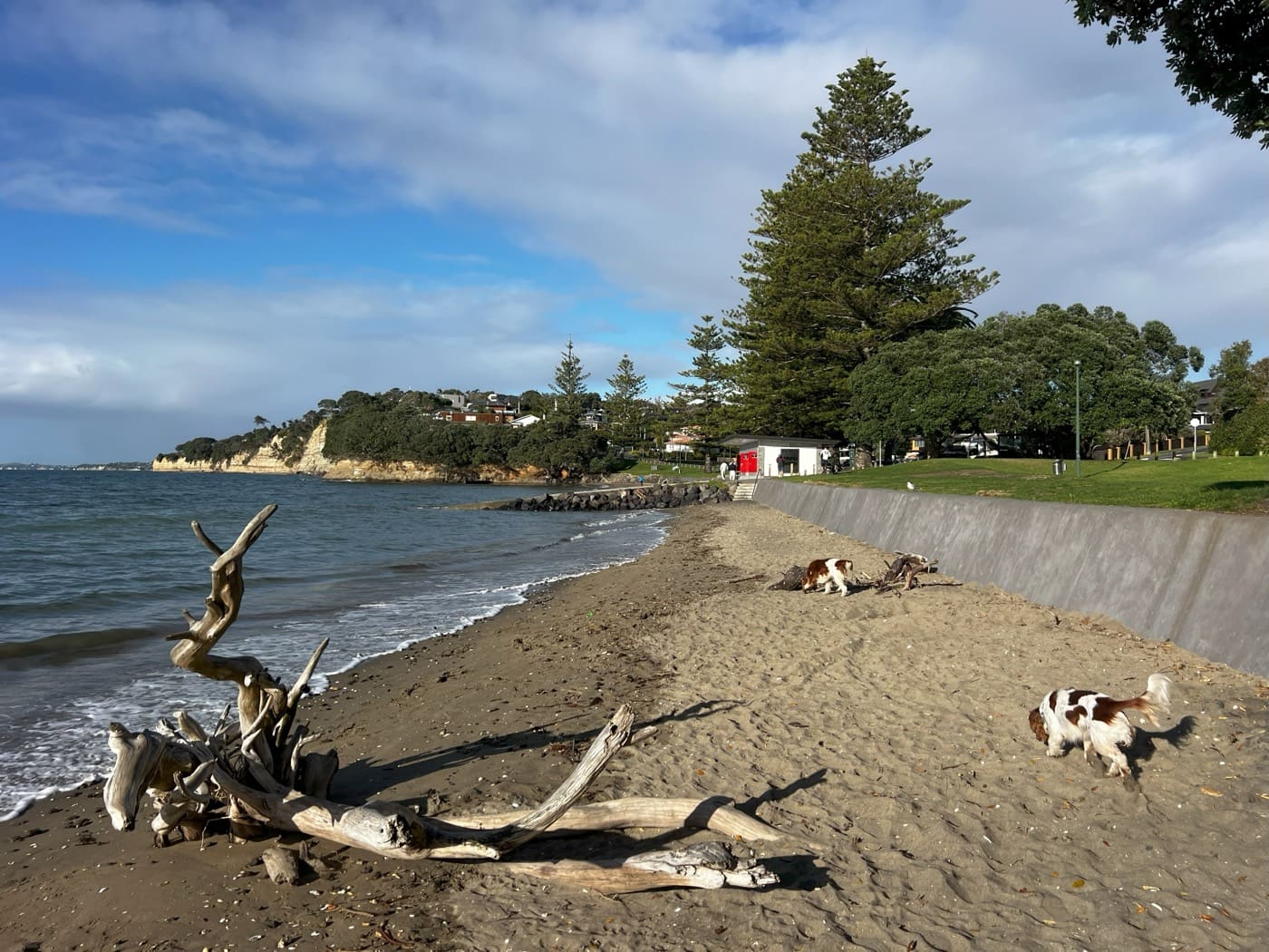The shoreline at Waiake