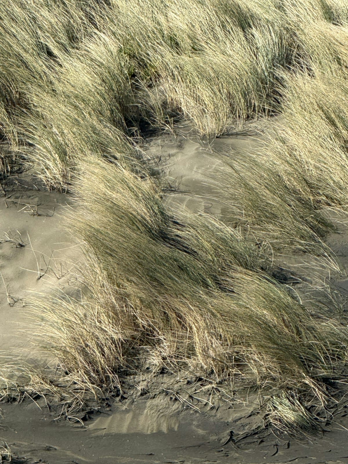 Auckland Regional Parks