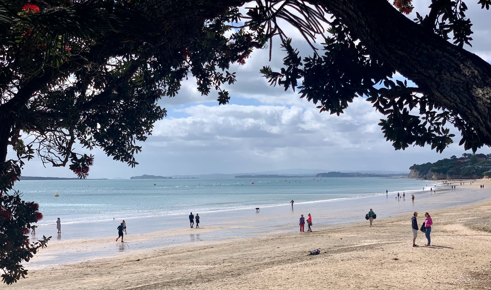 Takapuna Beach unter den Pōhutukawa – einer der Tagesausflüge die Küste hinunter