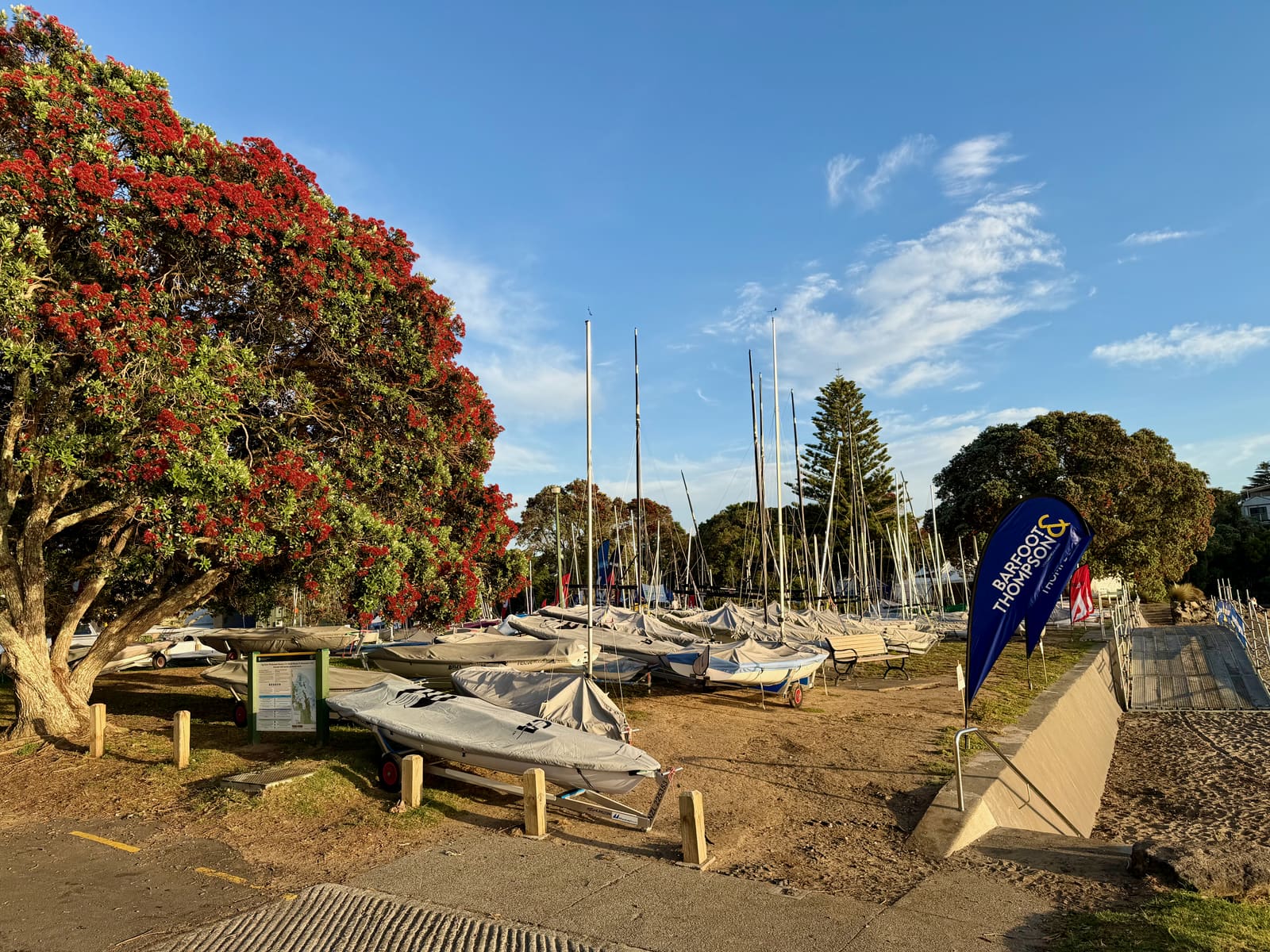 Pōhutukawa in flower over the dinghy park on regatta morning