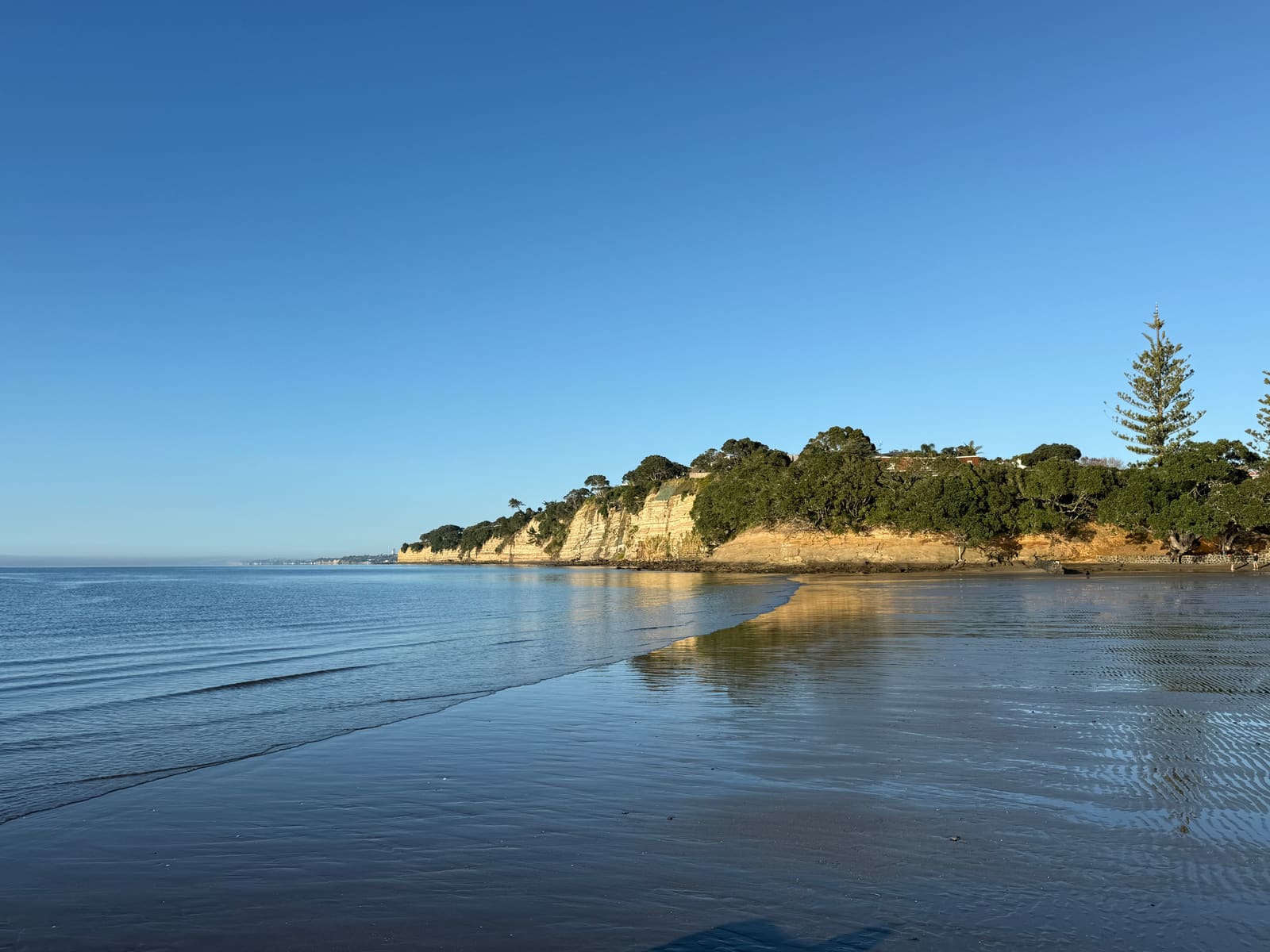 Wet sand at Waiake Beach, the headland and Norfolk pines