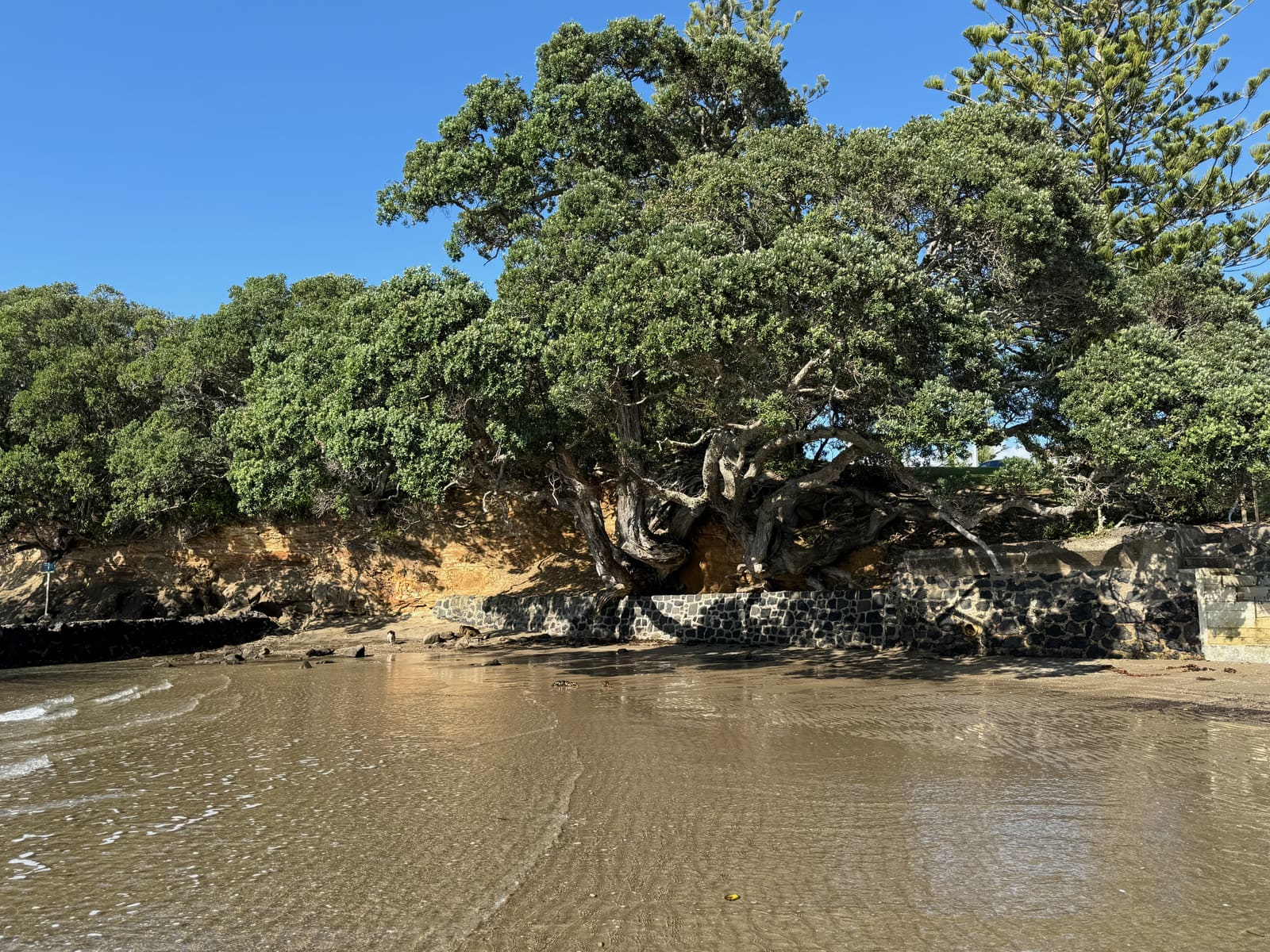 Pōhutukawa roots over the bank where Deep Creek meets the beach