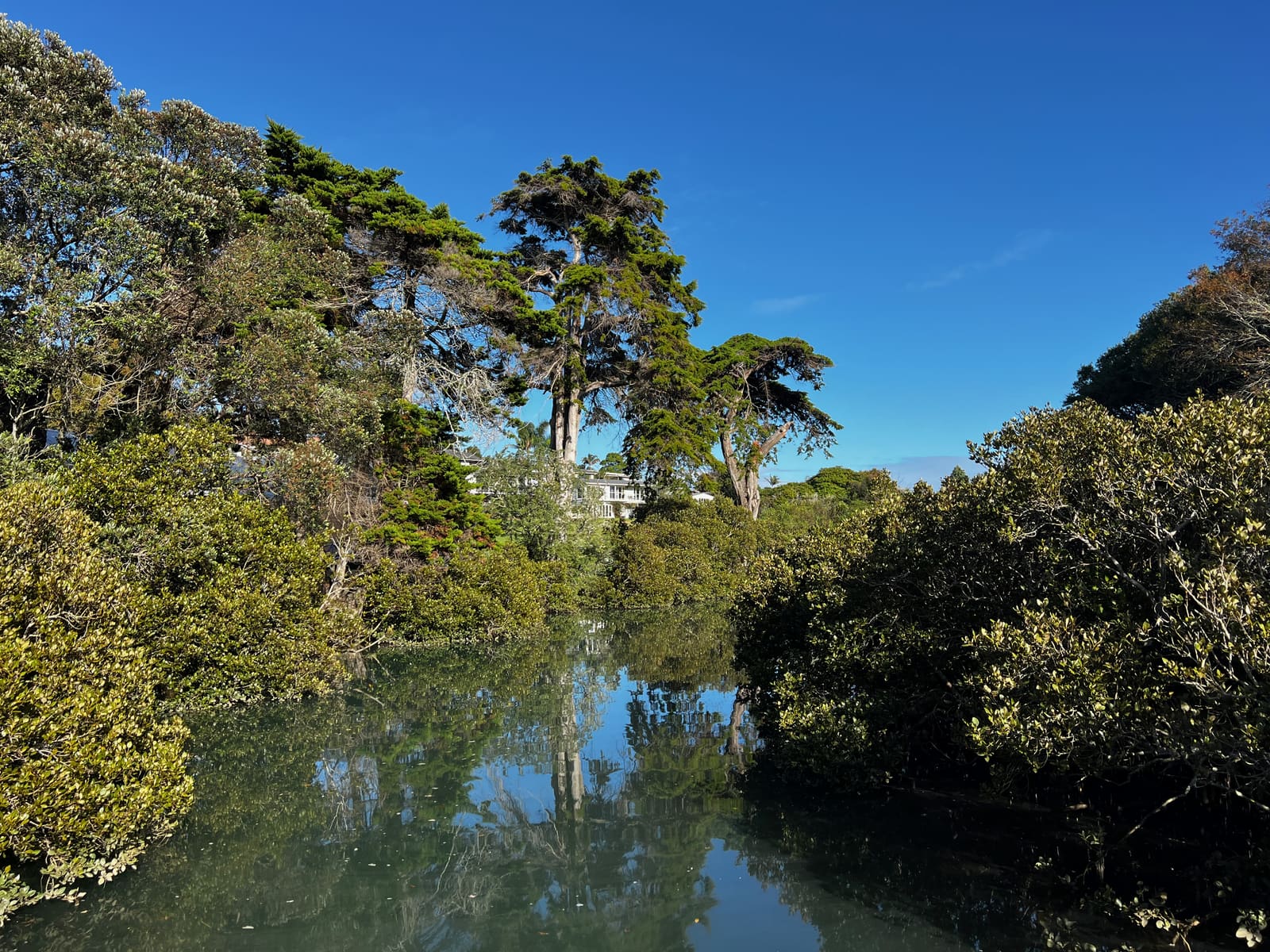 Mangroves mirrored in Deep Creek on a still morning