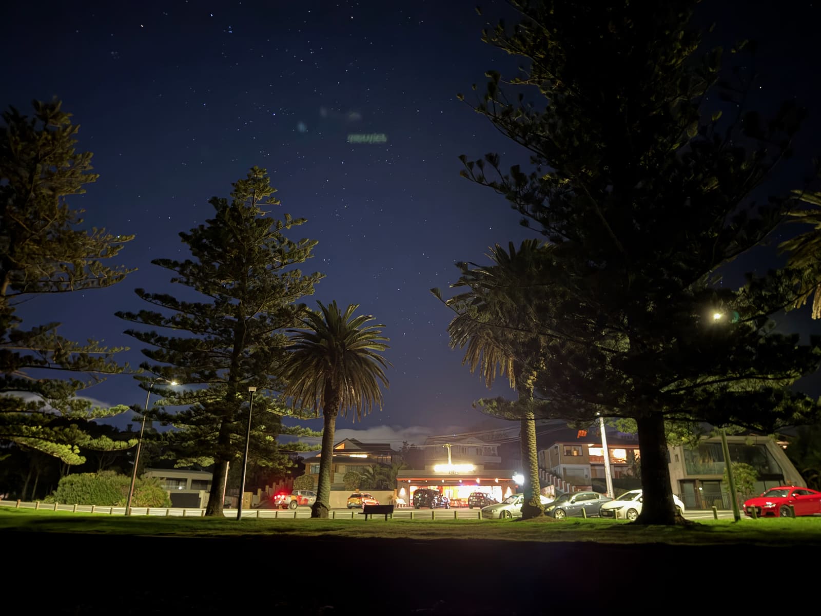 The Norfolk pines on the reserve at night