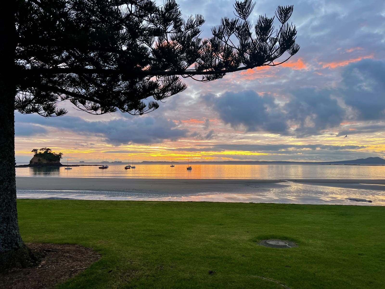A Norfolk pine on Aickin Reserve framing sunrise over the bay