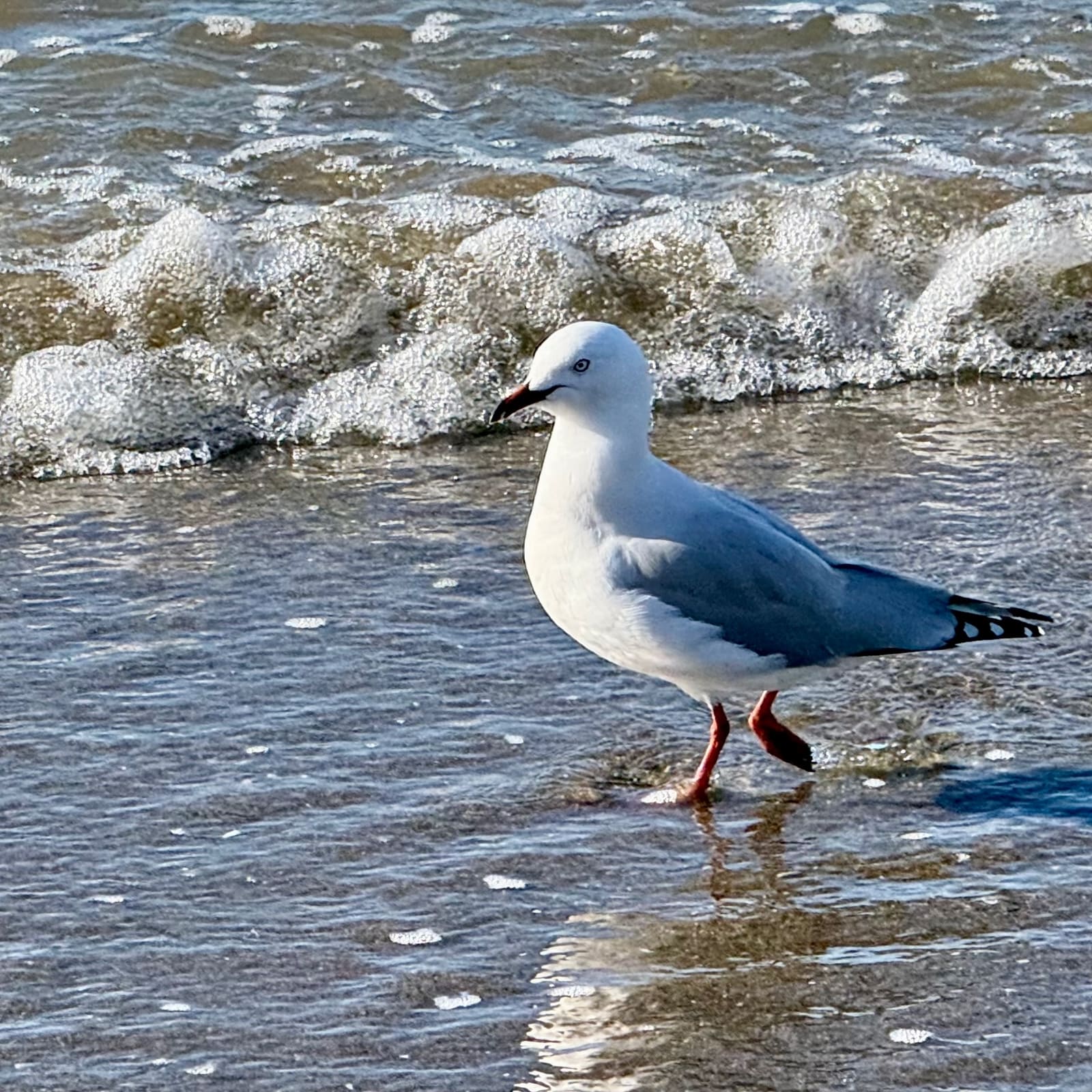 Red-billed gull in the surf at Waiake Beach