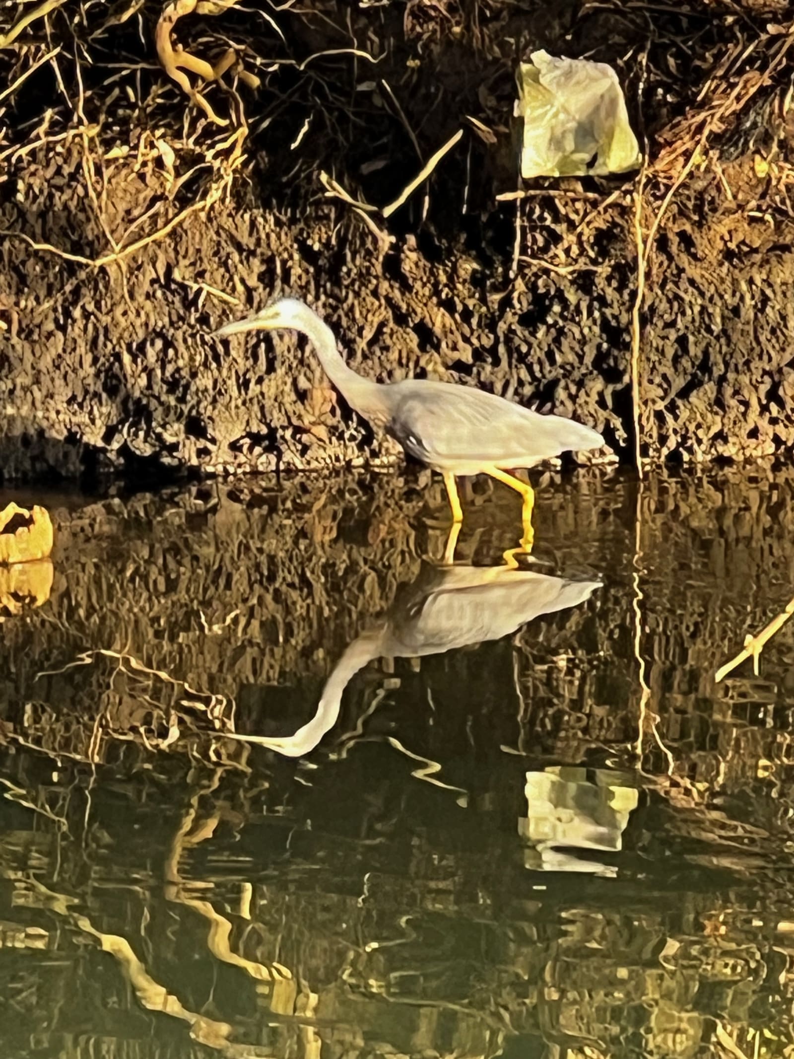 White-faced heron fishing in a mangrove creek