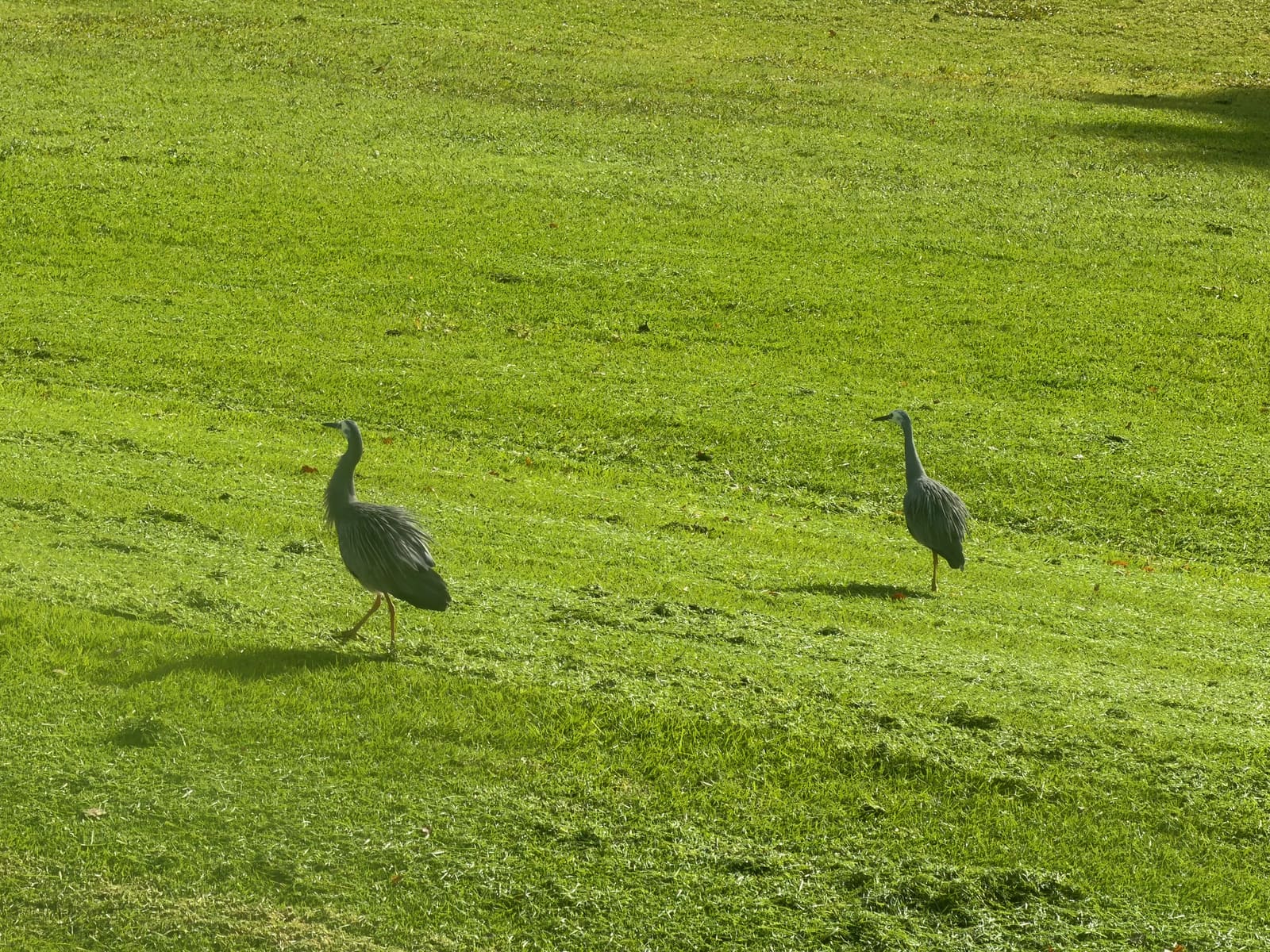 Two white-faced herons on the lawn at Aickin Reserve