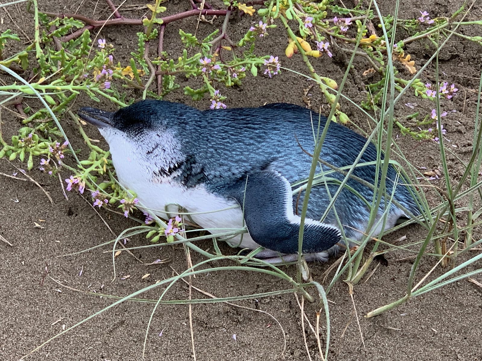 Little penguin resting in the dunes at Long Bay