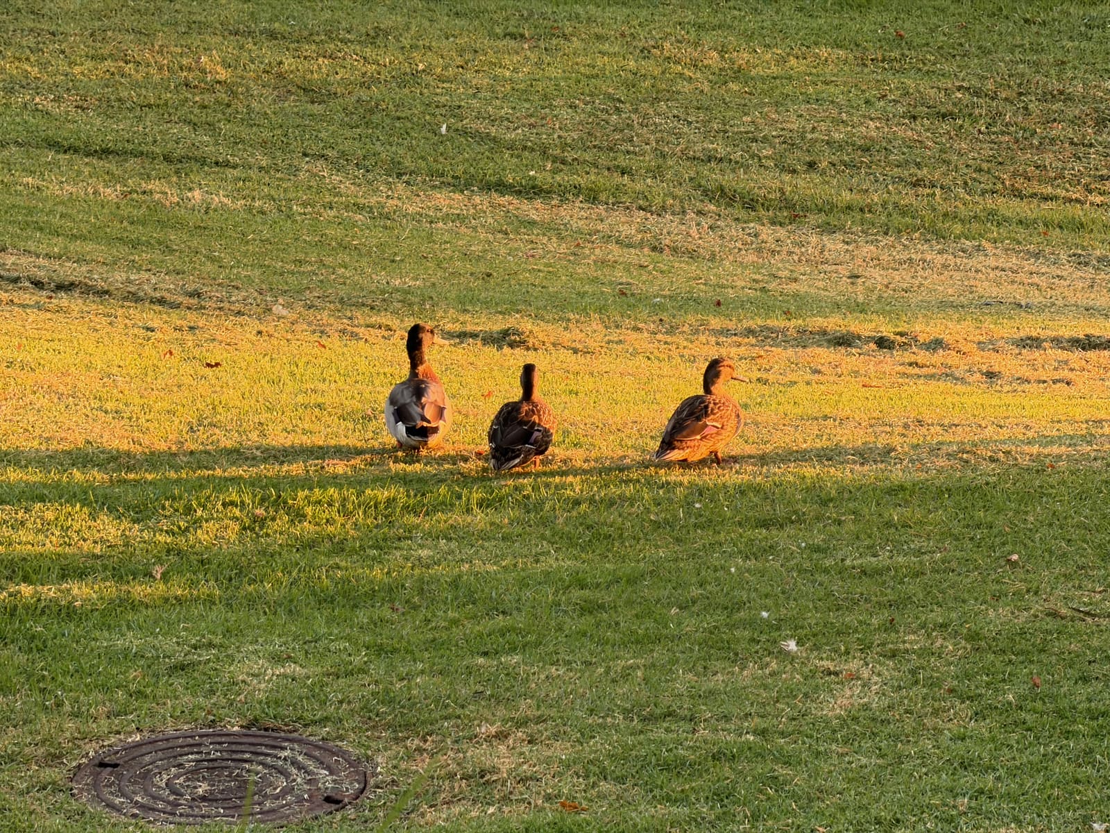 Paradise shelducks on the lawn at Waiake in evening light