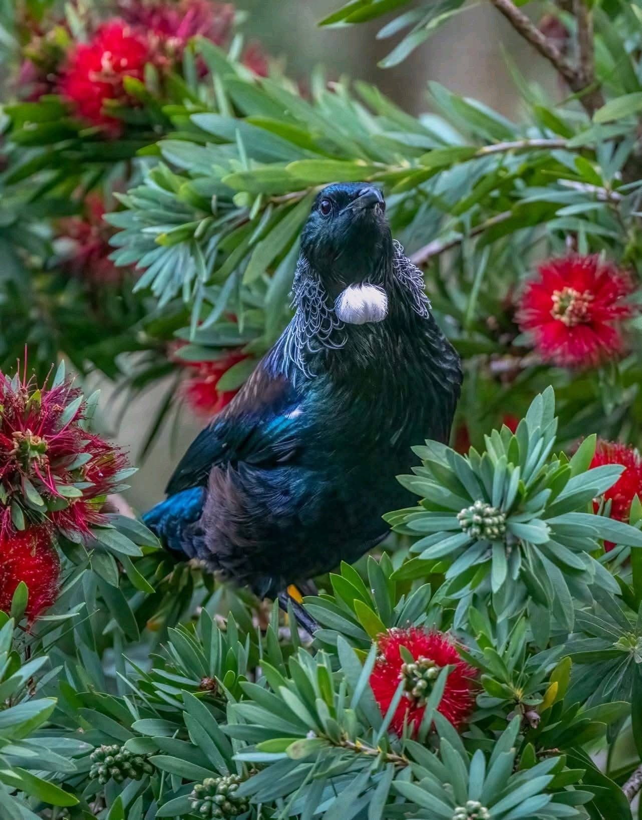 Tūī feeding in a bottlebrush