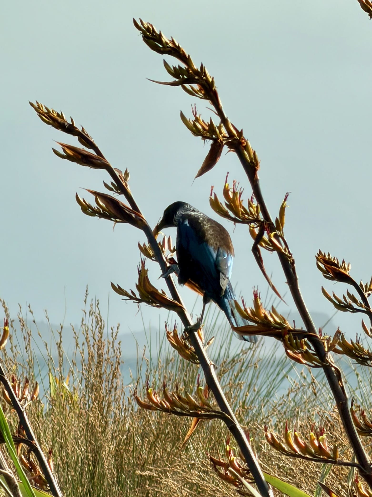 Tūī on a flax flower stem at Long Bay